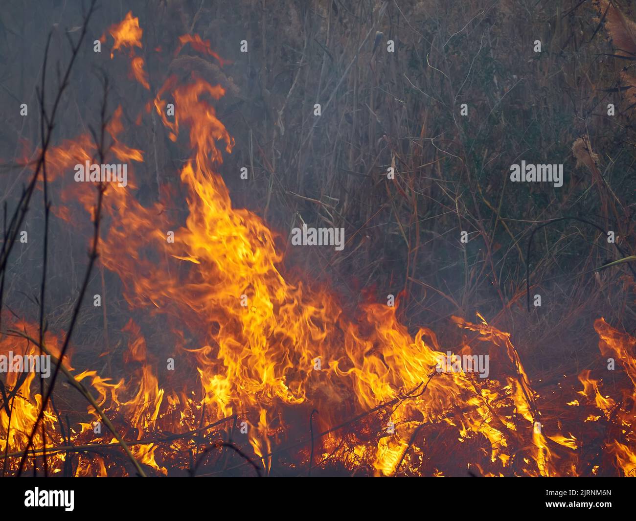 Burning old dry grass in garden. Flaming dry grass on a field. Forest