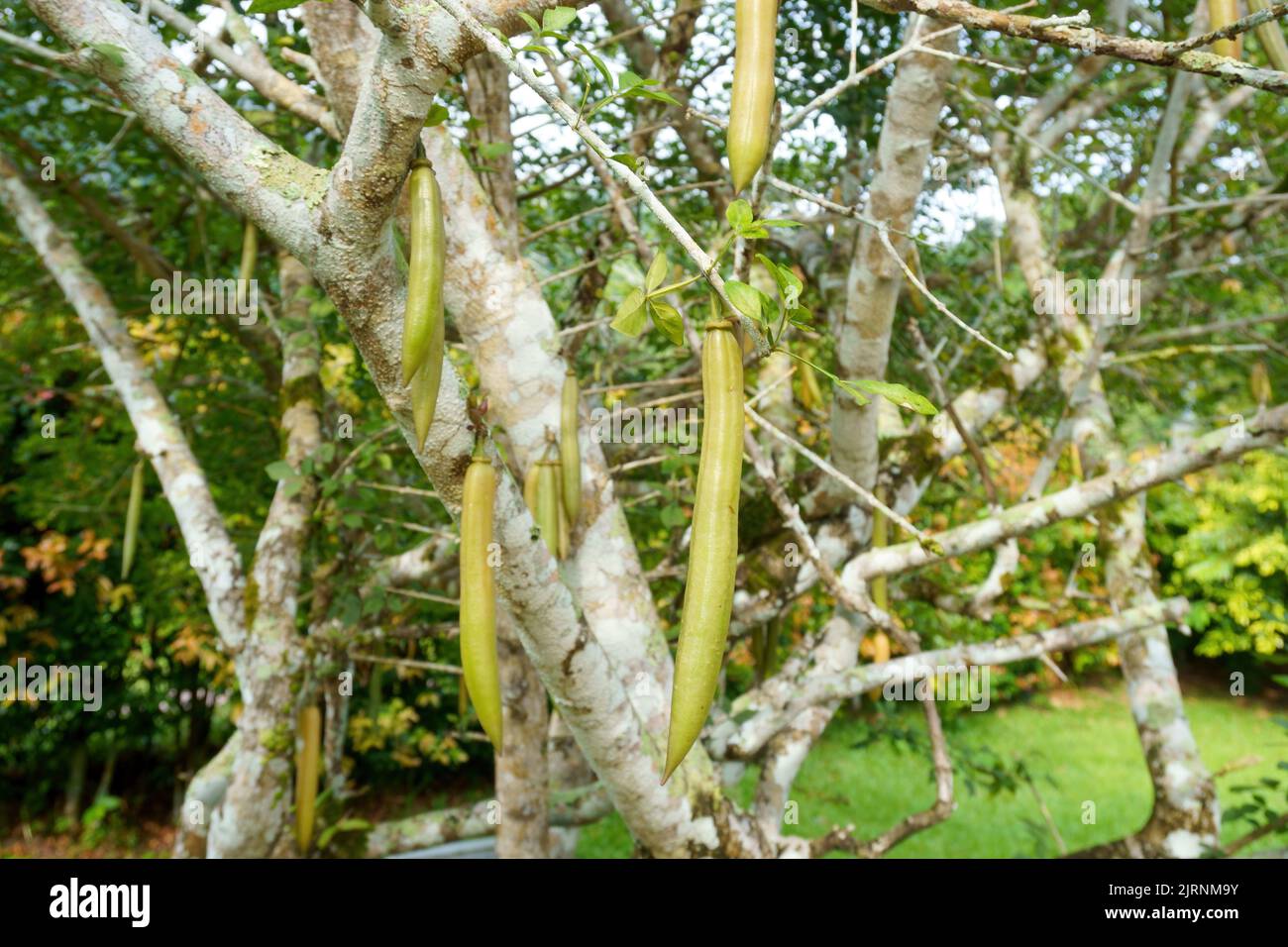 The candle tree branches with fruits Stock Photo Alamy