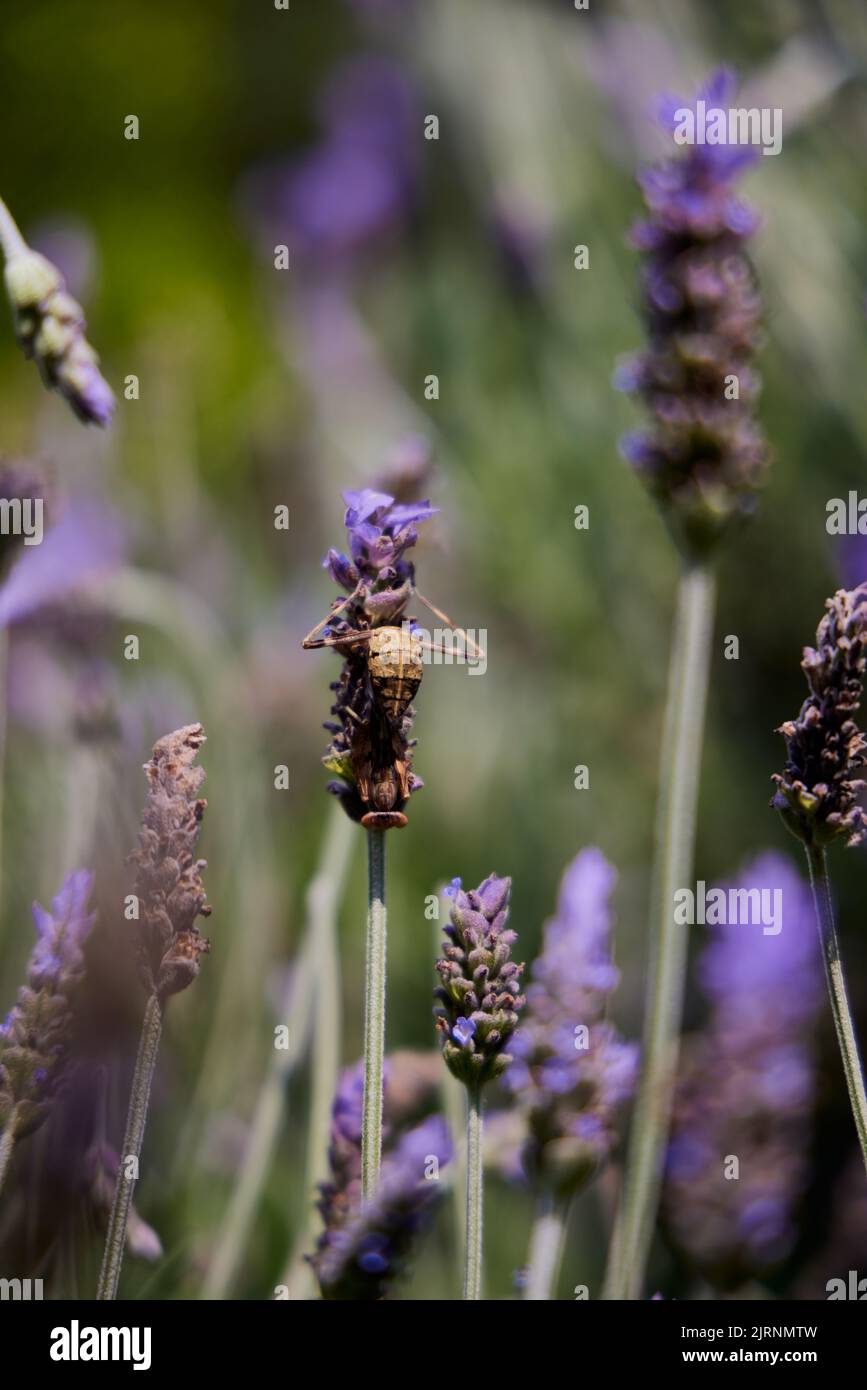 Indoor Plants Real A Purple Flower Plant In The Garden Stock Photo ...