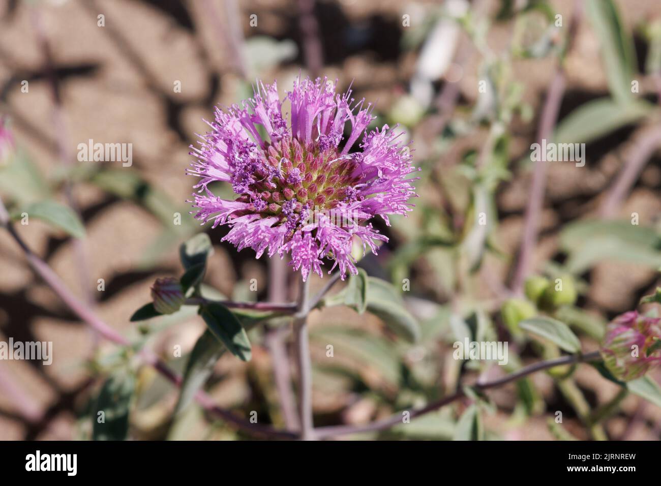 Pink flowering cymose head inflorescence of Monardella Breweri, Lamiaceae, native annual herb in the Western Mojave Desert, Springtime. Stock Photo