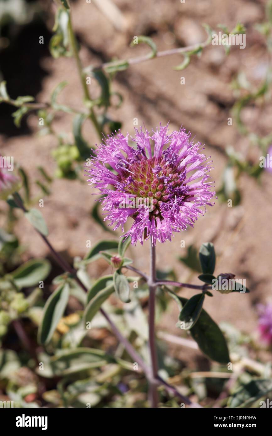 Pink flowering cymose head inflorescence of Monardella Breweri, Lamiaceae, native annual herb in the Western Mojave Desert, Springtime. Stock Photo
