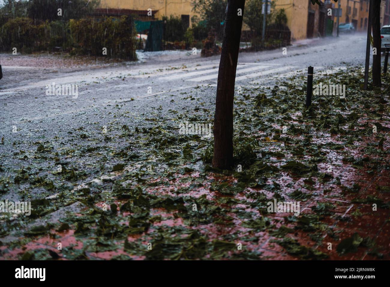 detail of tree breakage caused by the hail storm caused by the meteorological phenomenon DANA in Barcelona- El Bruc, Spain 25 Aug 2022 Stock Photo