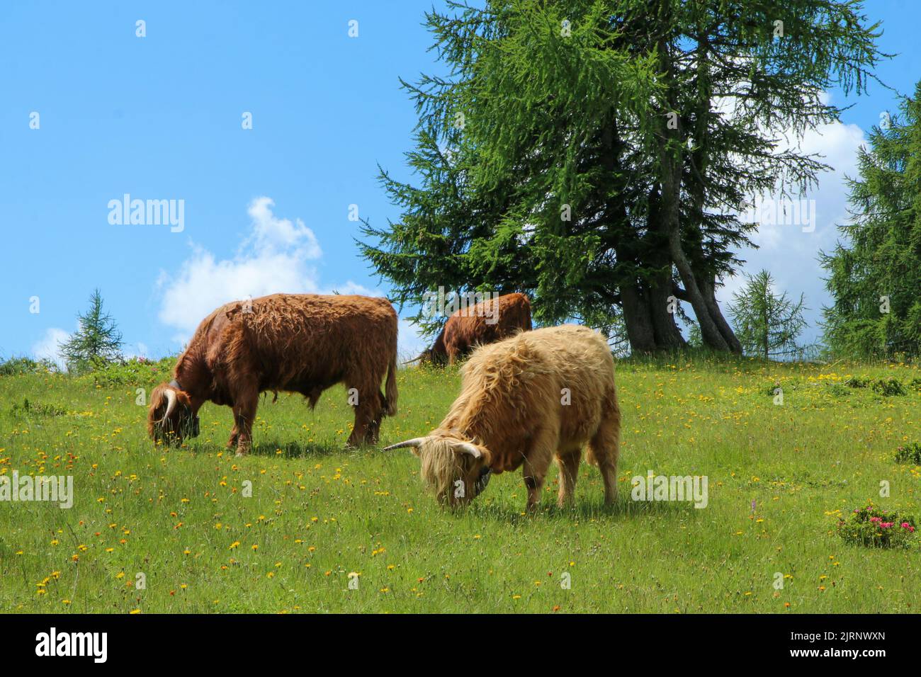 The picture from the beautiful nature in Austria in Tauplitzalm in the Alps. Some cows standing or lying on the meadows. Stock Photo