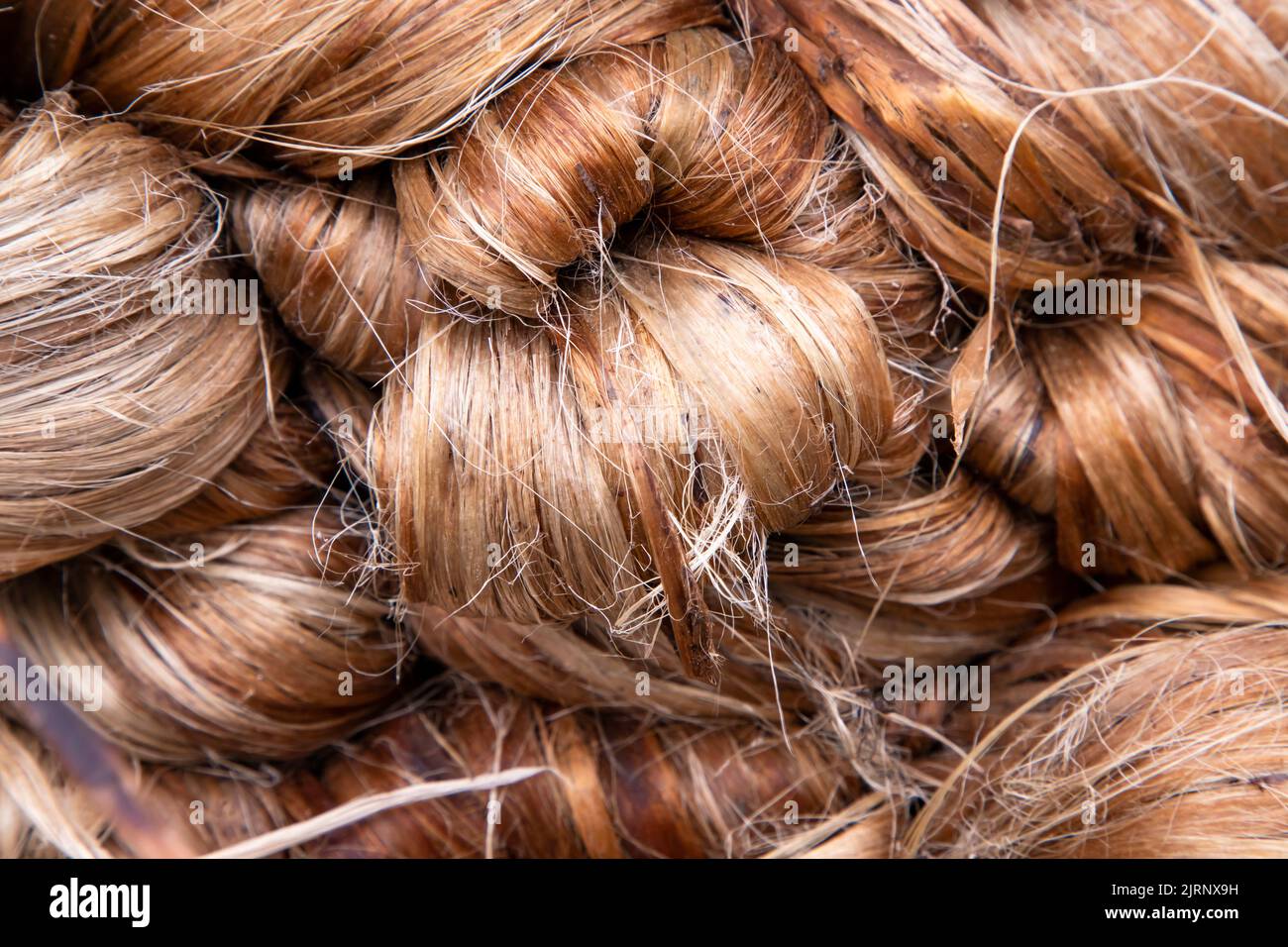 Thick Golden bundle of Wet raw jute fiber Texture Background Stock