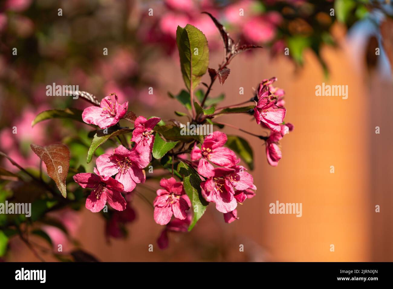 A branch of cherry tree with pink flowers blooms in the garden against ...