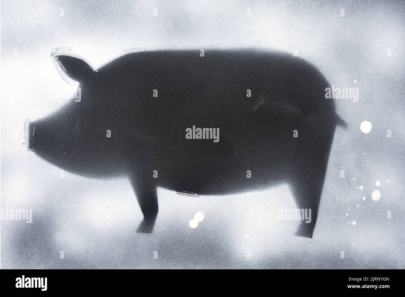 drawing of a pig with spray paint on black paper background Stock Photo