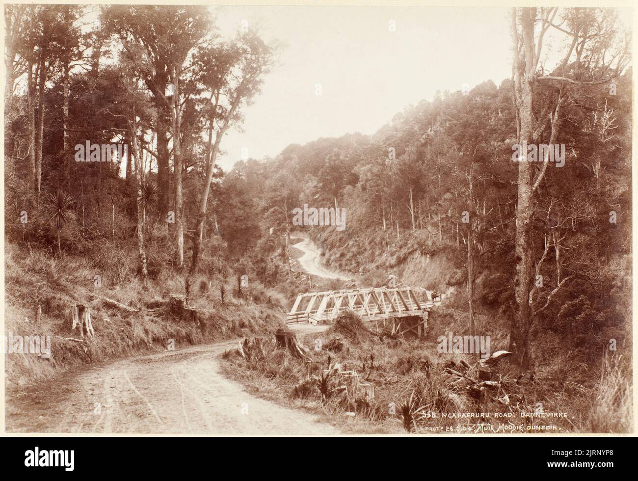 Ngapaeruru Road, Dannevirke, 1904, Dunedin, by Muir & Moodie Stock
