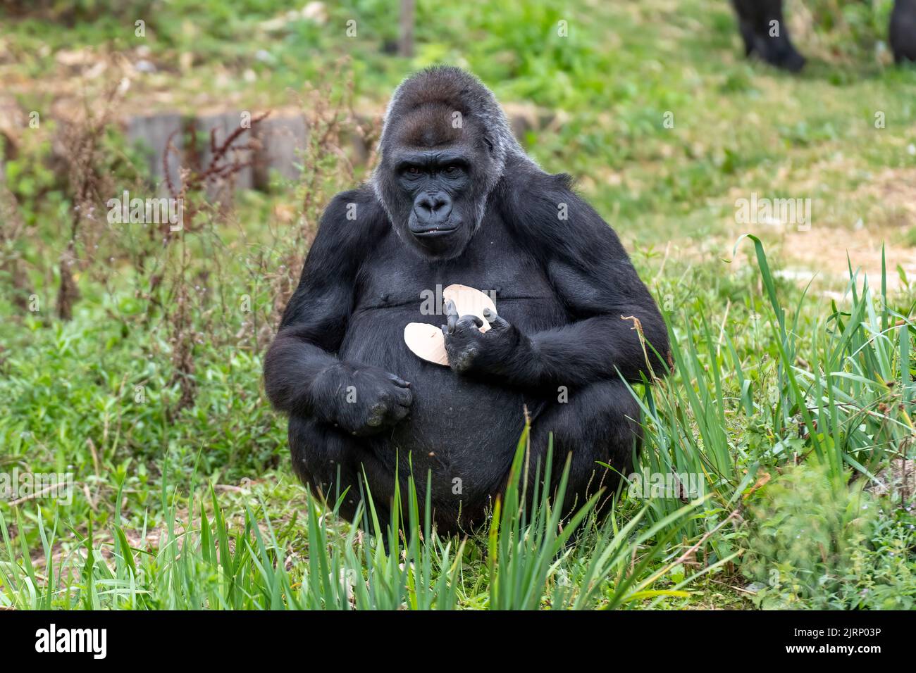 Gorilla up hires stock photography and images Alamy