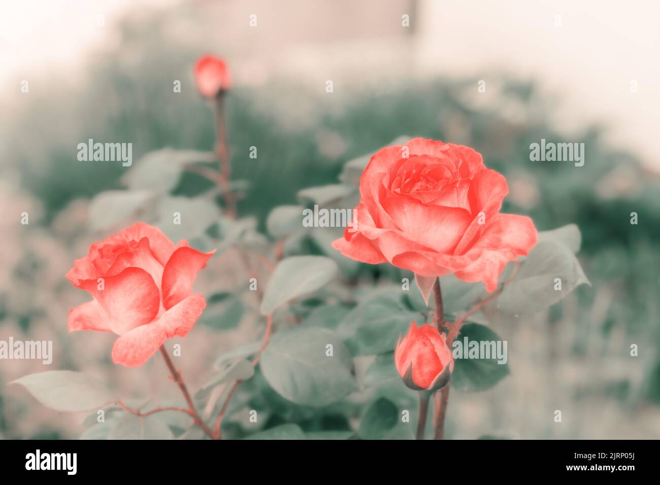 A closeup of a beautiful pink rose bush in bloom Stock Photo - Alamy