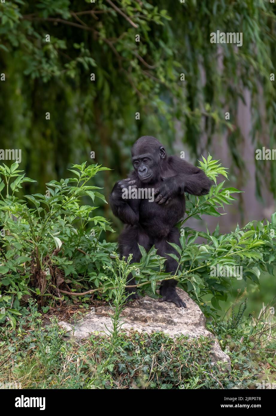 Baby Gorilla Posing Stock Photo Alamy