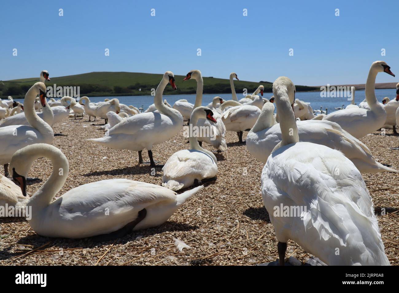 Low level shot of mute swans waiting for feeding time on the gravel at