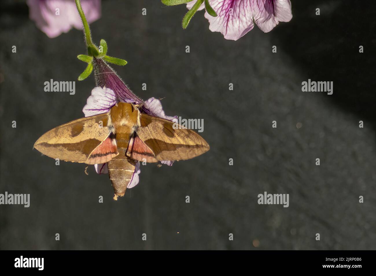 bedstraw hawk moth on a blooming petunia Stock Photo