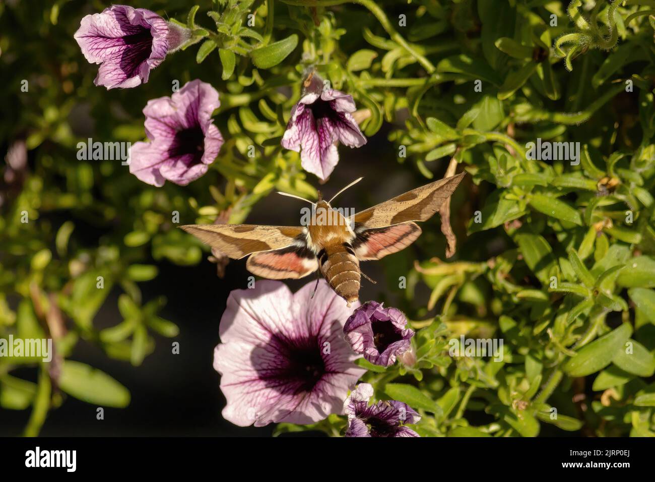 bedstraw hawk moth on a blooming petunia Stock Photo