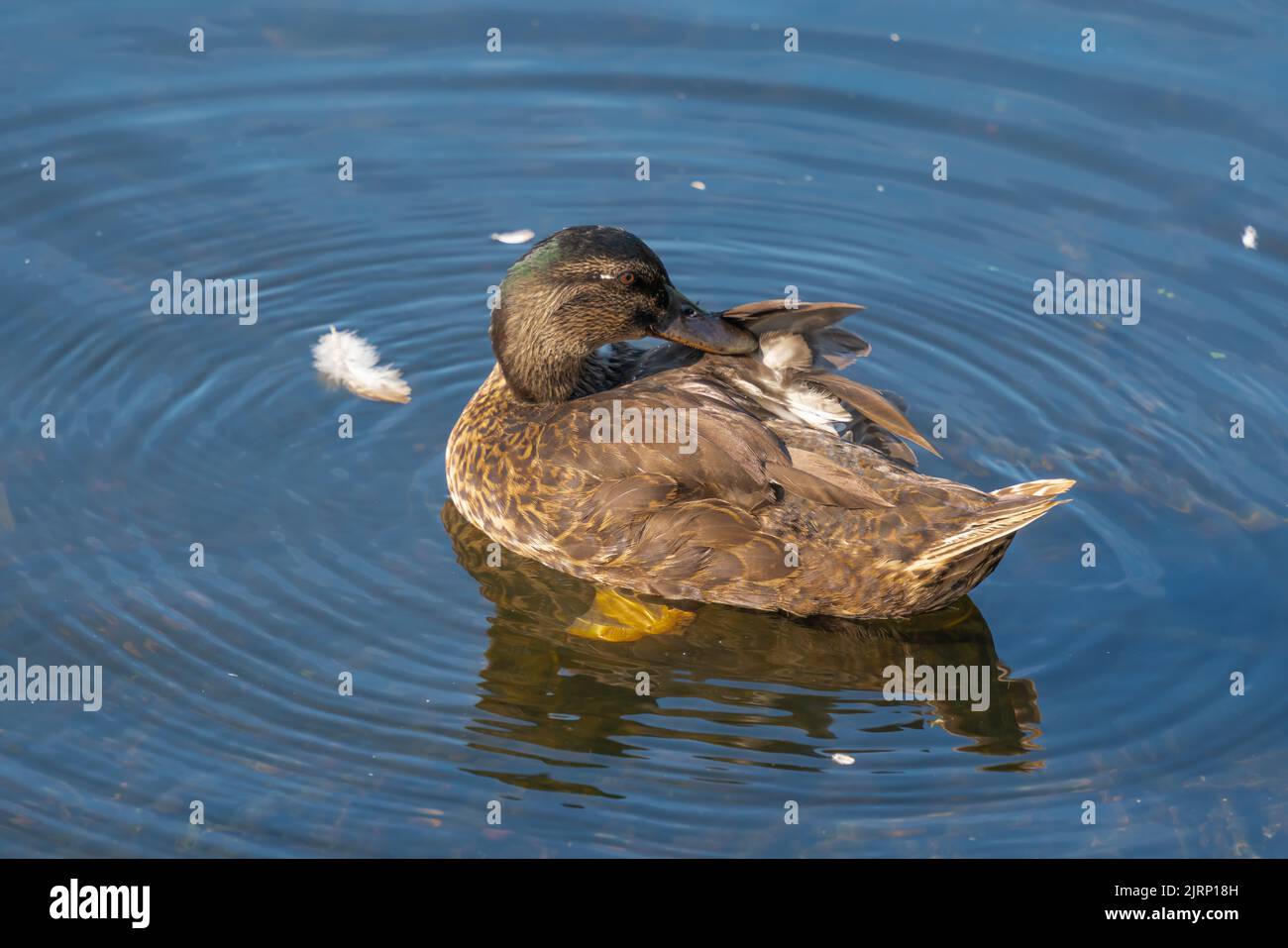 Mallard duck, green body, brownish body, wild duck, glossy green head, grey wings and belly, suitable wetland habitats, shallow sanctuaries, yellow. Stock Photo