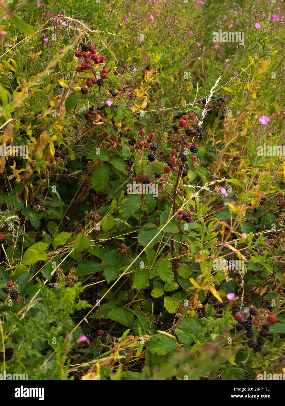 Blackberries, blackberry, wild, hedgerows, hardy brambles, plump little fruits, meadows, wild areas, vegetation, wild flowers, meadow flowers, natural Stock Photo