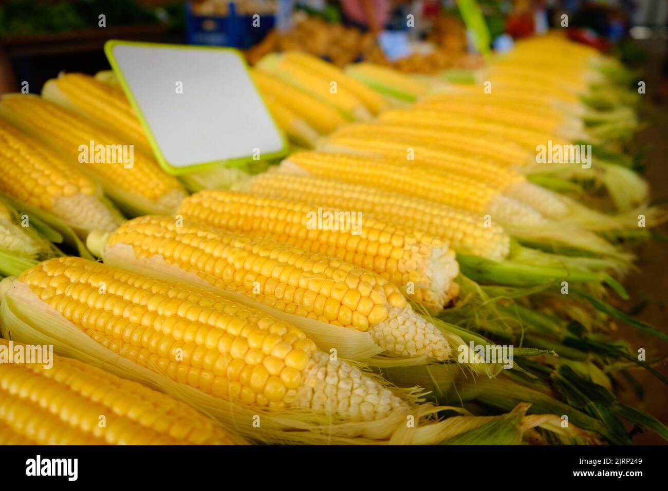 Rows of corn on a cob Stock Photo