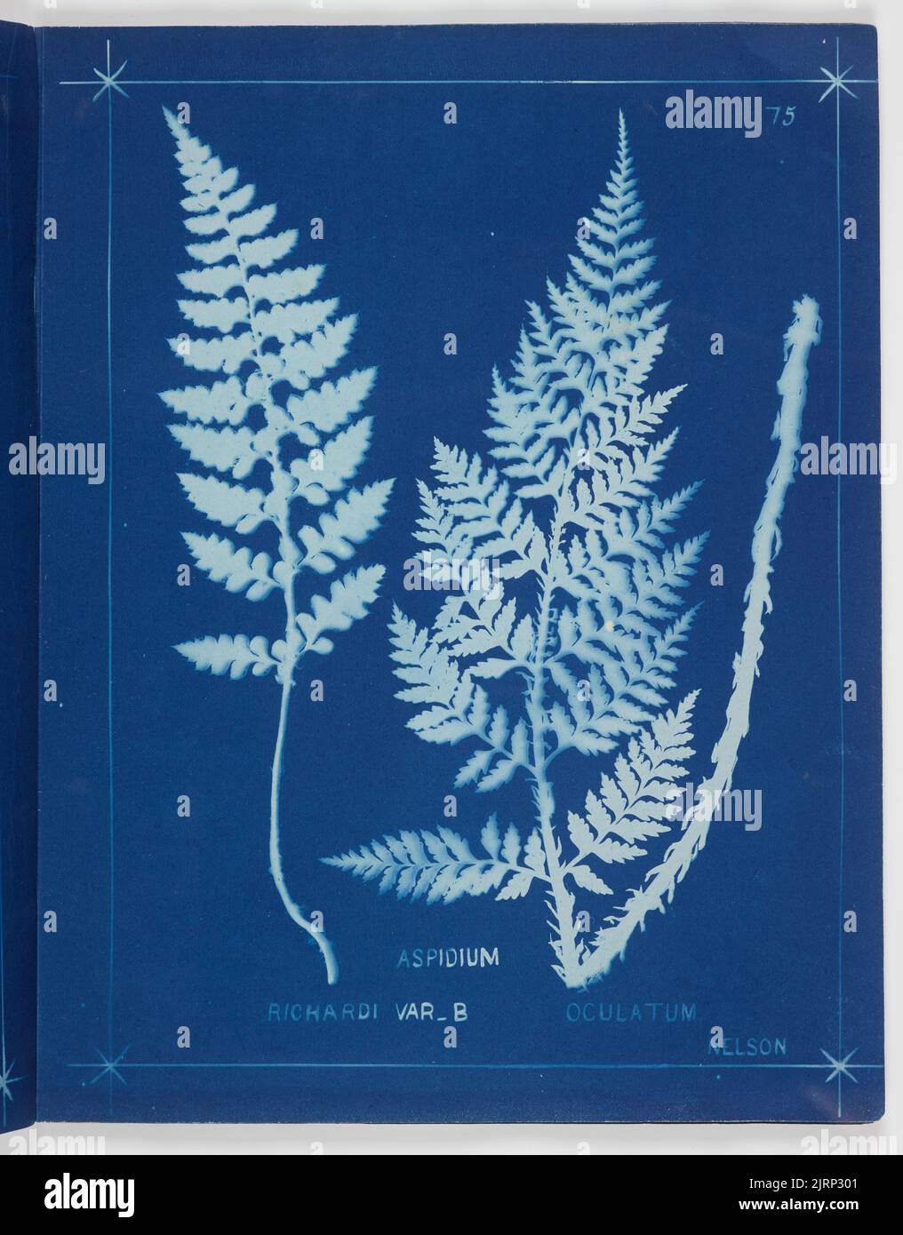 Aspidium Richardi Var B. From the album: New Zealand ferns. 148 ...