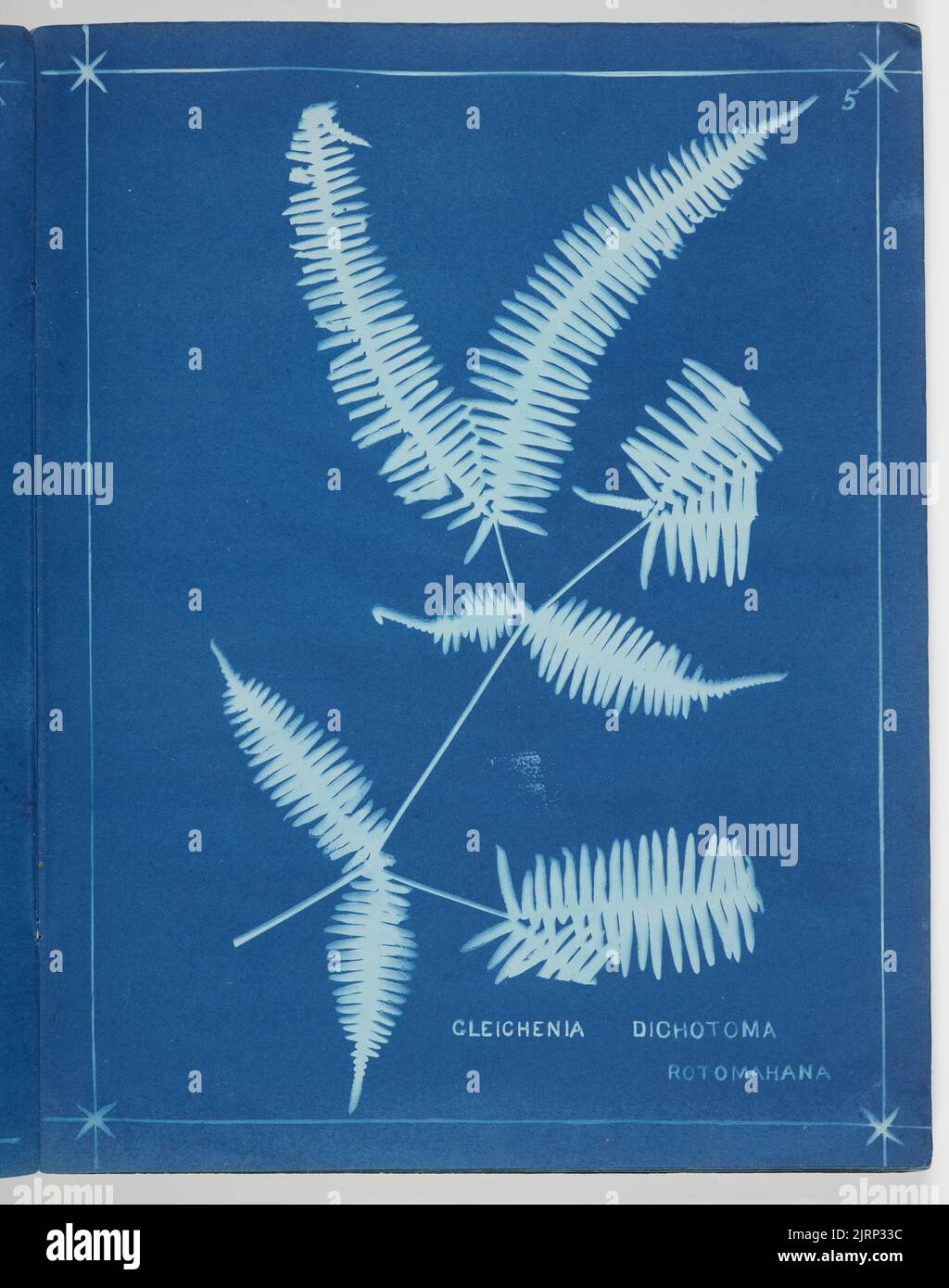 Gleichenia Dichotoma. From the album: New Zealand ferns. 148 varieties, 1880, Auckland, by Herbert Dobbie. Stock Photo