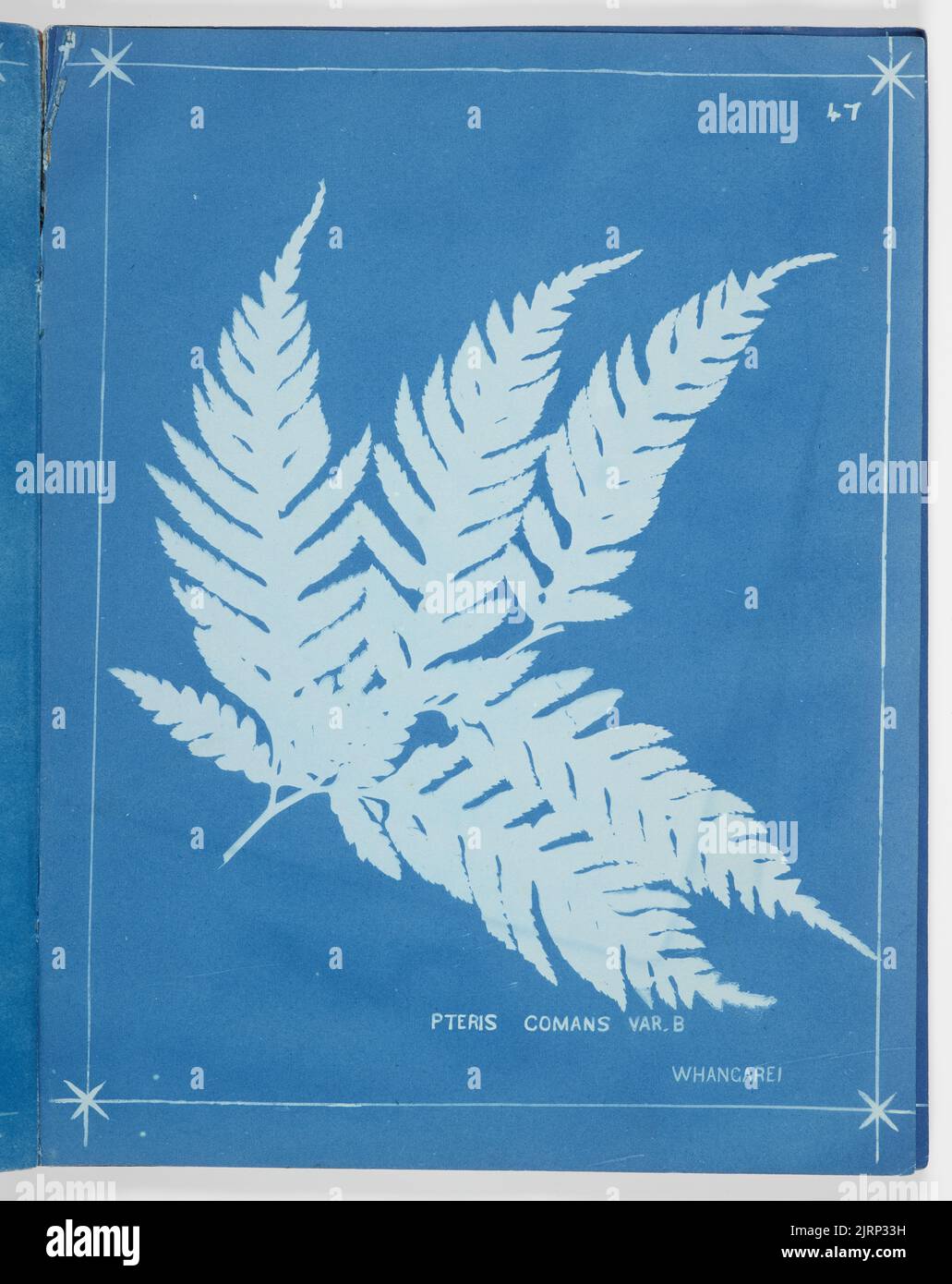Pteris Comans Var B. From the album: New Zealand ferns. 148 varieties, 1880, Auckland, by Herbert Dobbie. Stock Photo