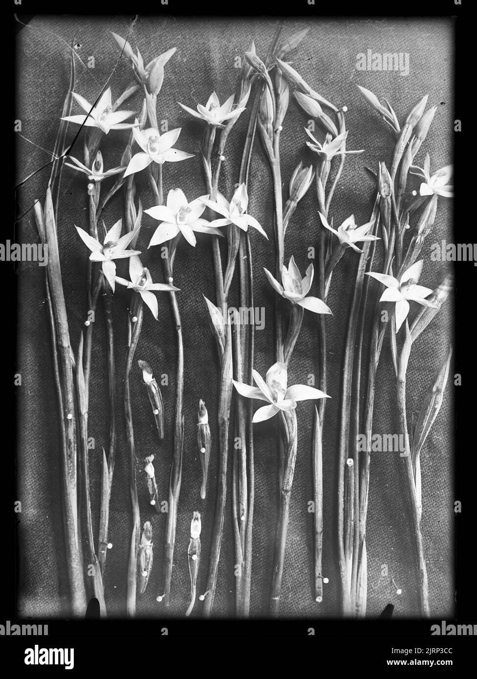 Thelymitra acuta (new species), 04 January 1922, New Zealand, by Henry Matthews. Stock Photo