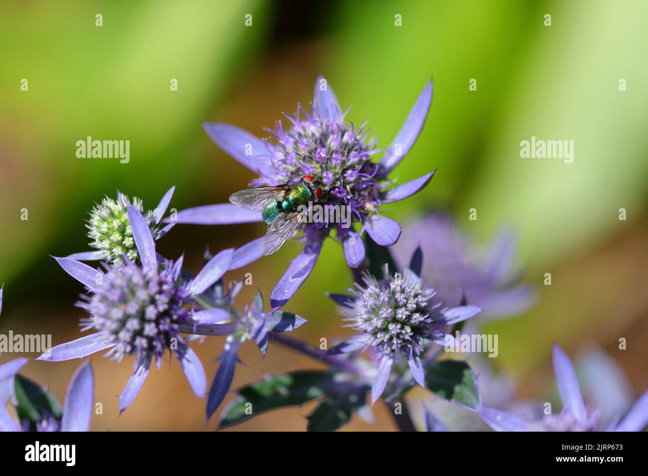 The common green bottle fly on the plant, Eryngium, a genus of