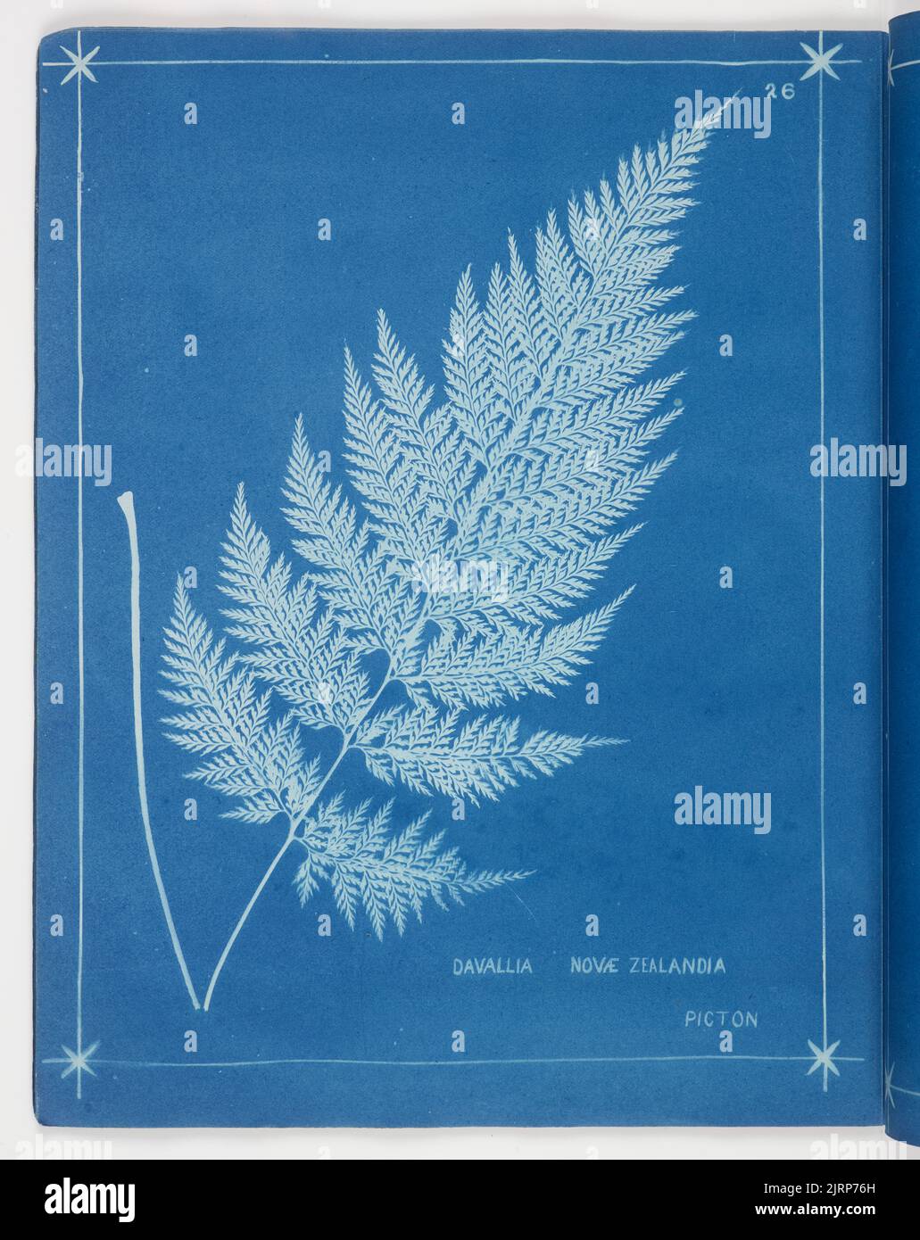 Davallia Novae Zealandia. From the album: New Zealand ferns. 148 varieties, 1880, Auckland, by Herbert Dobbie. Stock Photo