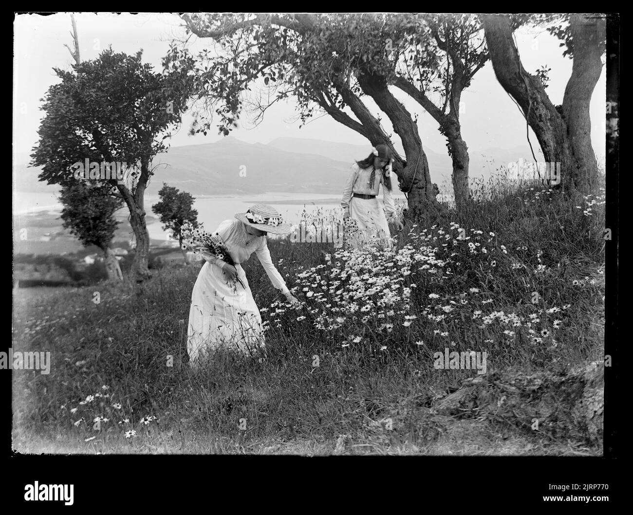 Picking daisies waitati picking daisies waitati hires stock