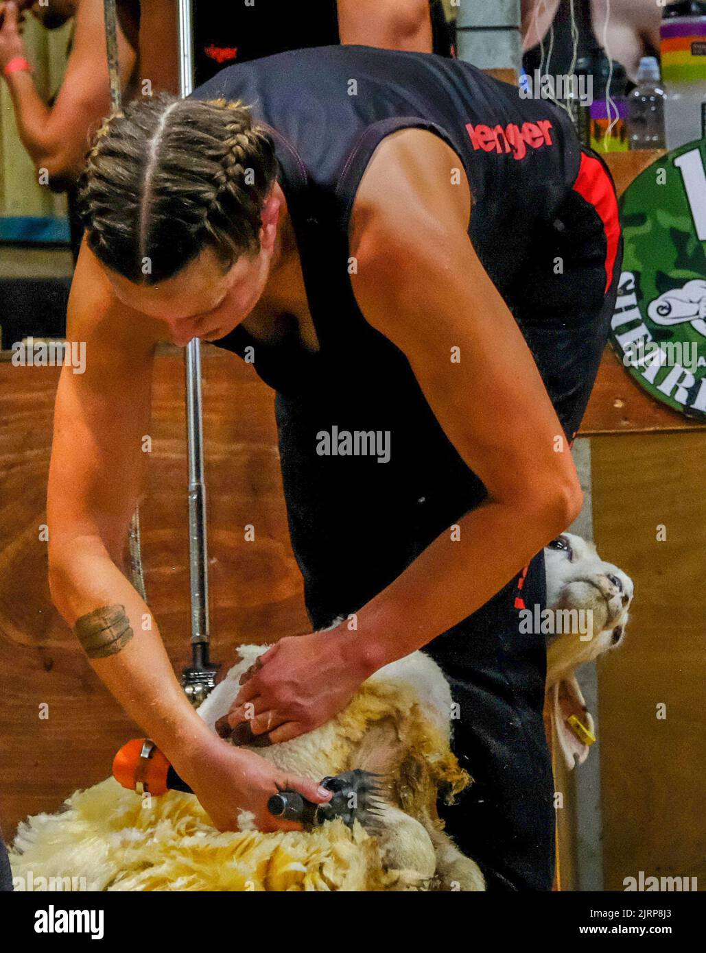 St Clether Cornwall UK. Marie Prebble attempting a record breaking shearing record.Marie's goal is shear as many ewe in eight hours.Marie Prebble will try and set the first ever eight hour womans strong wool record. The action was taking place at Trefranck Farm St Clether. Credit: charlie bryan/Alamy Live News Stock Photo