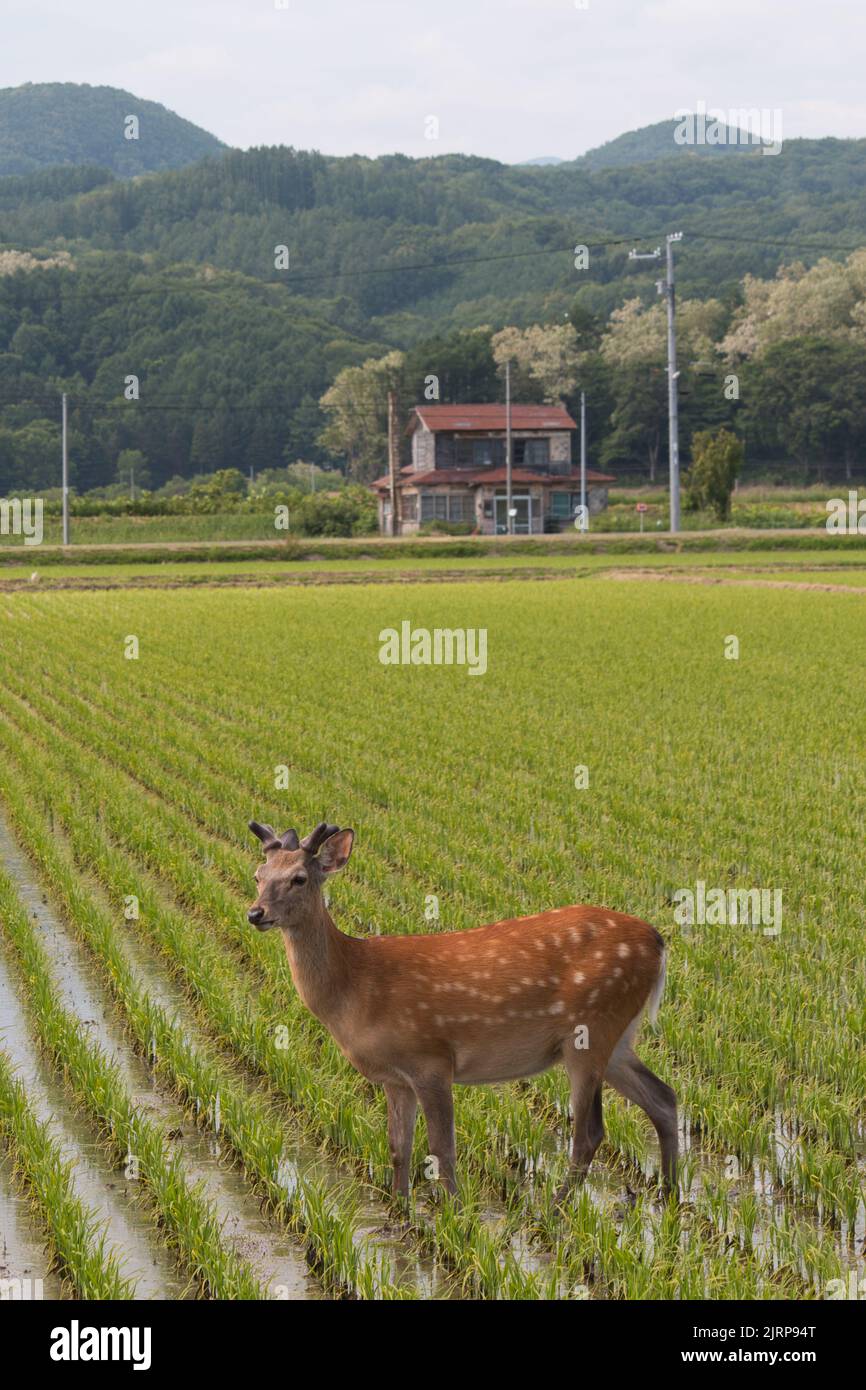 Deer in a rice paddy near an abandoned farmhouse Stock Photo