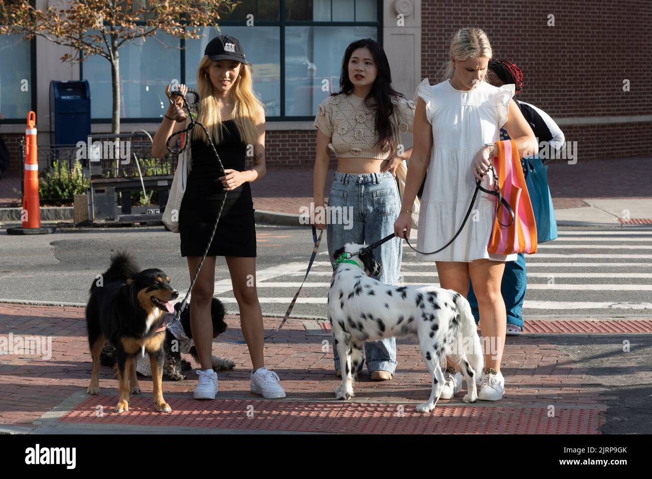 Fashionable young women walking dogs Stock Photo