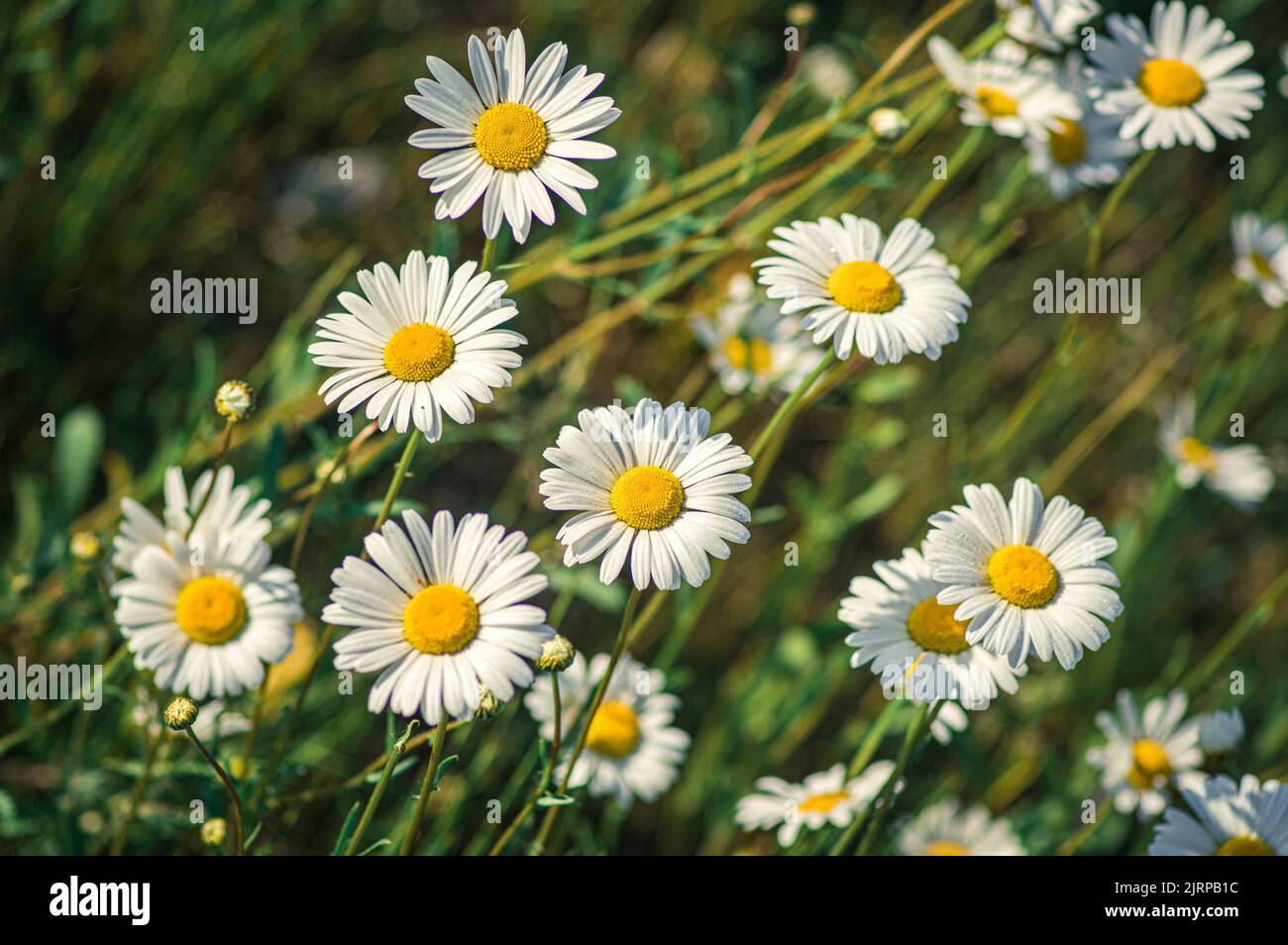 Chamomile flower field view hi-res stock photography and images - Alamy