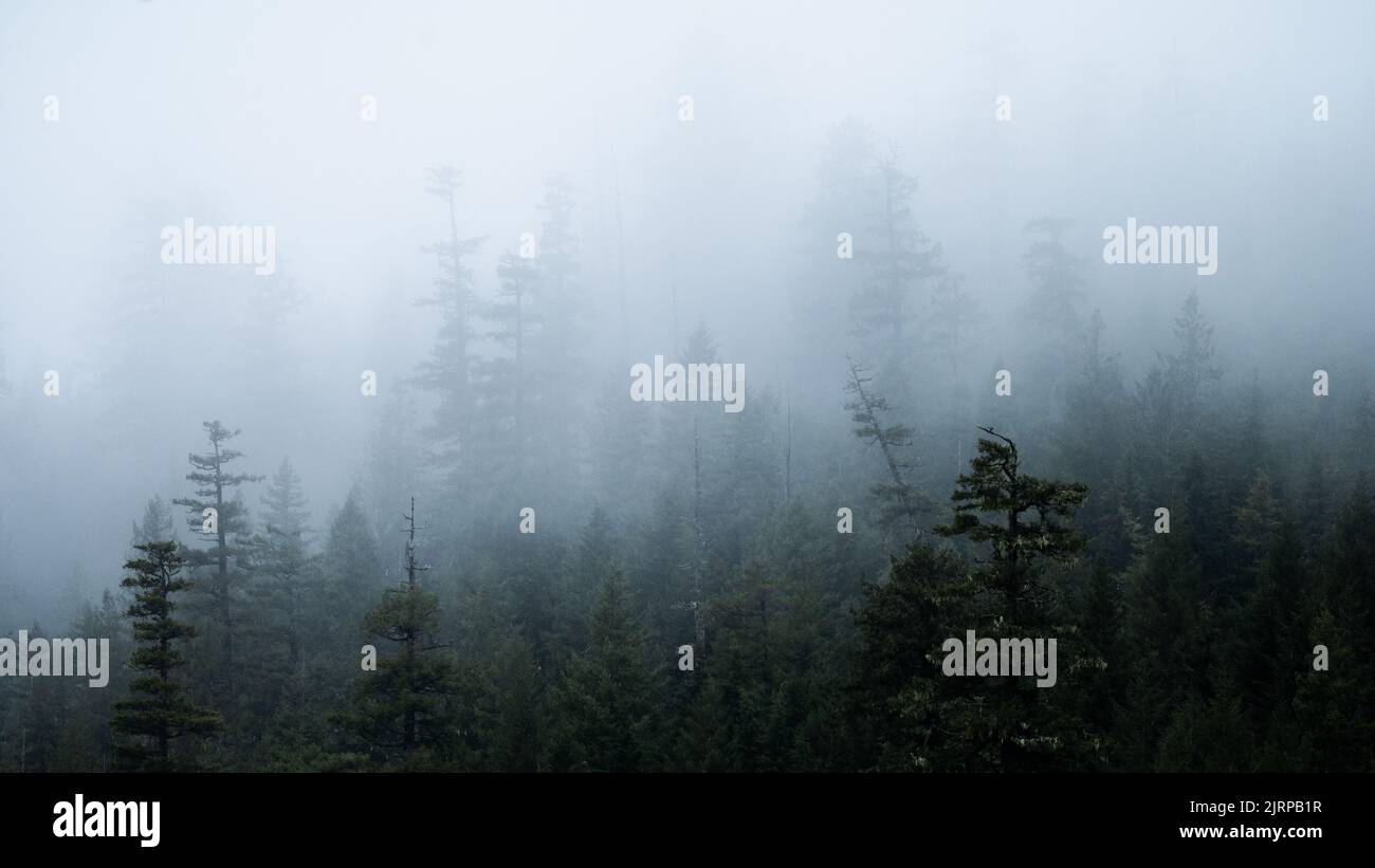 A dark foggy forest with fir trees in early morning, a gloomy mood ...