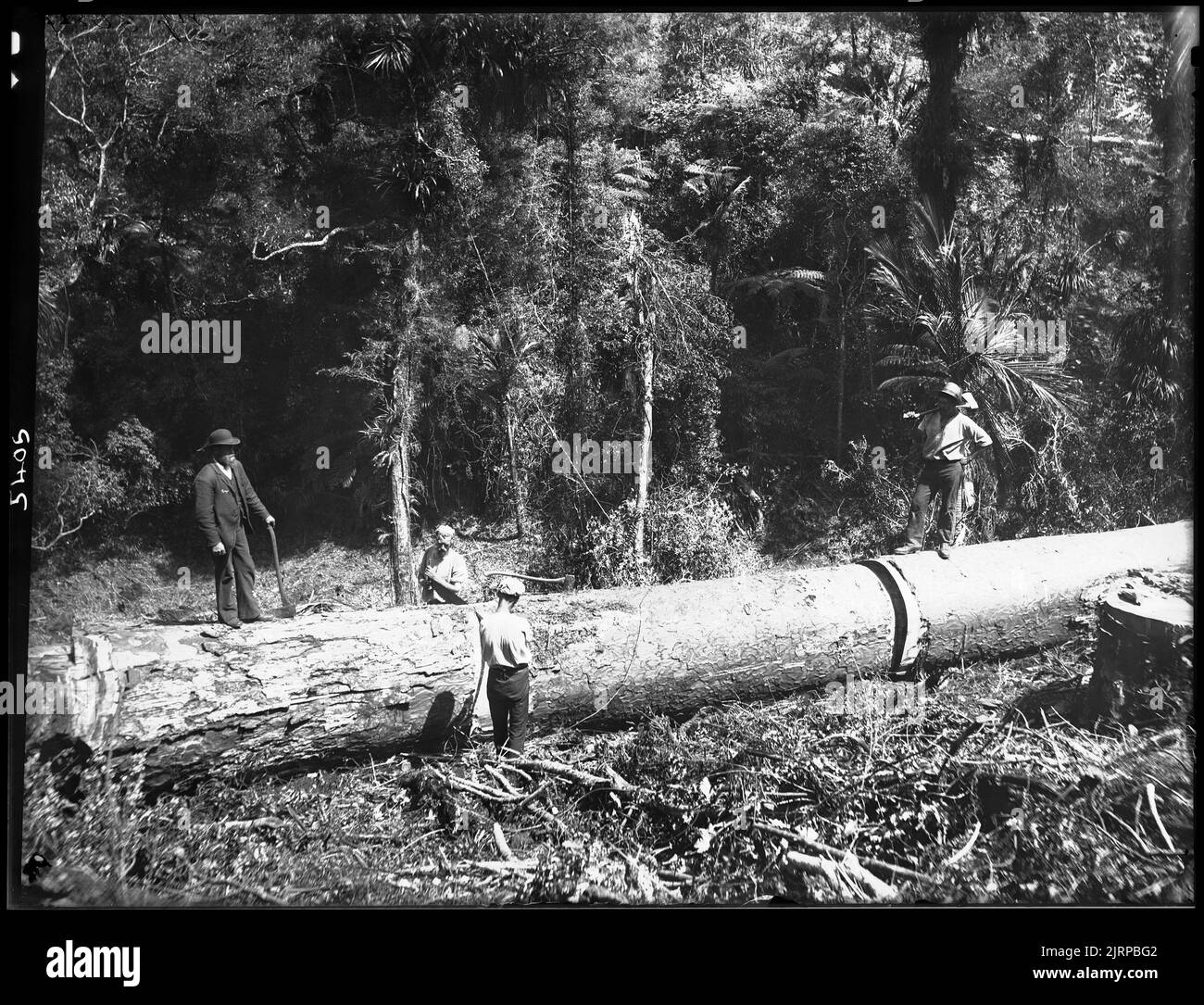 [Taupaki Bush, crosscutting Kauri forest], New Zealand, by Burton