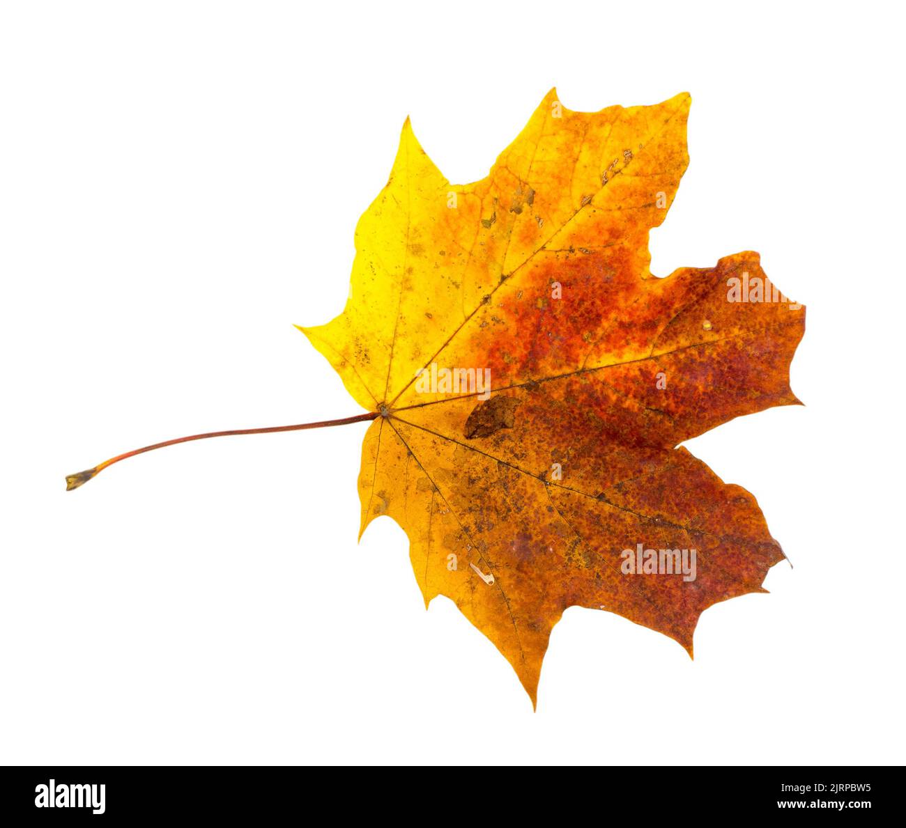 Red, yellow and orange maple leaf isolated on white background Stock ...