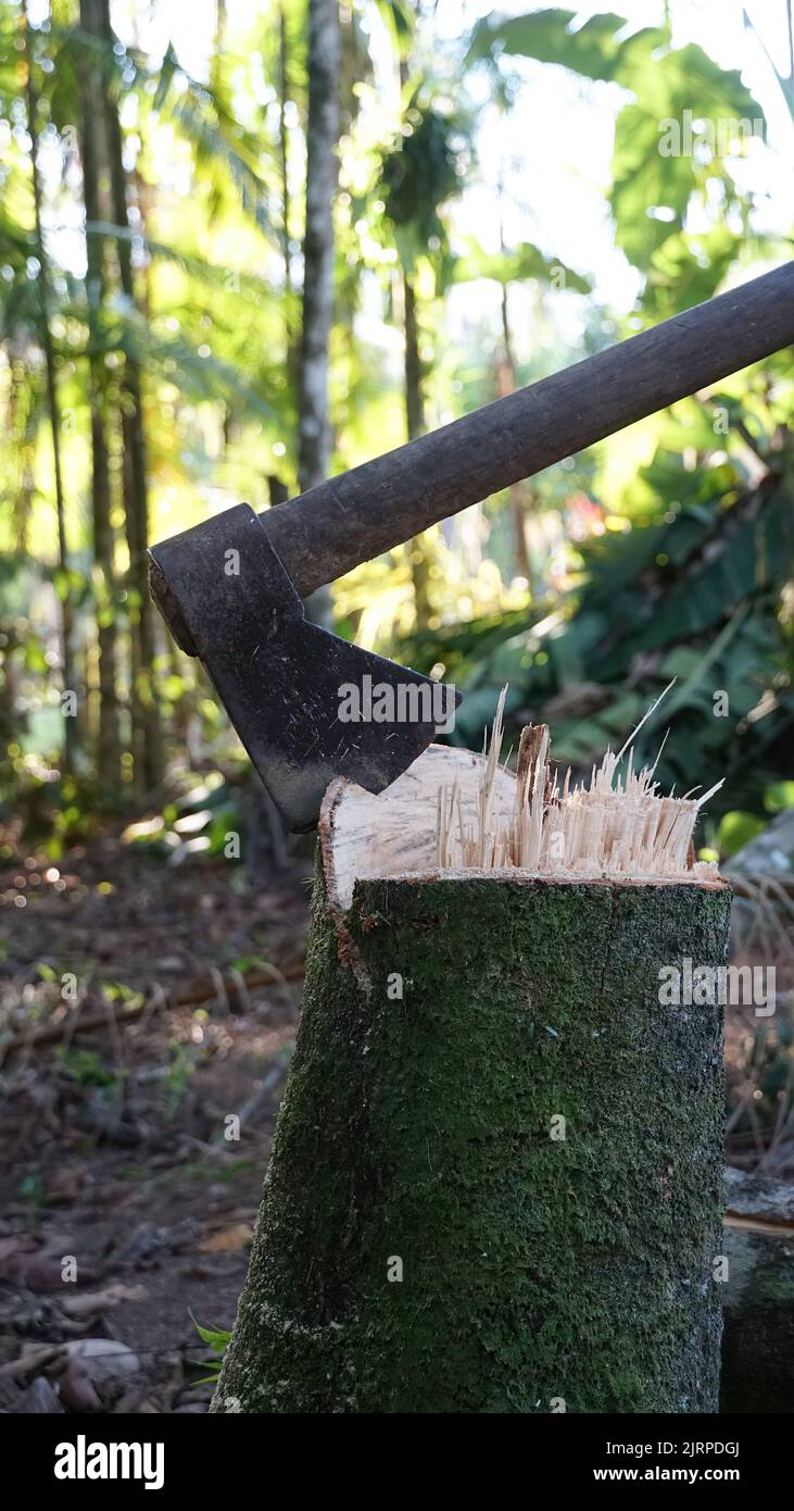 Ax stuck in tree hi-res stock photography and images - Alamy