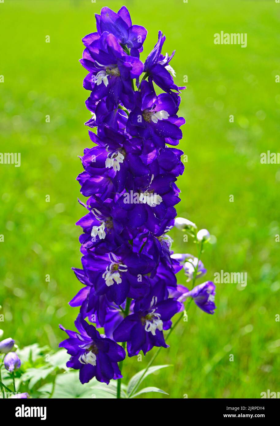 Raised Inflorescence Hi res Stock Photography And Images Alamy raised-inflorescence-hi-res-stock-photography-and-images-alamy