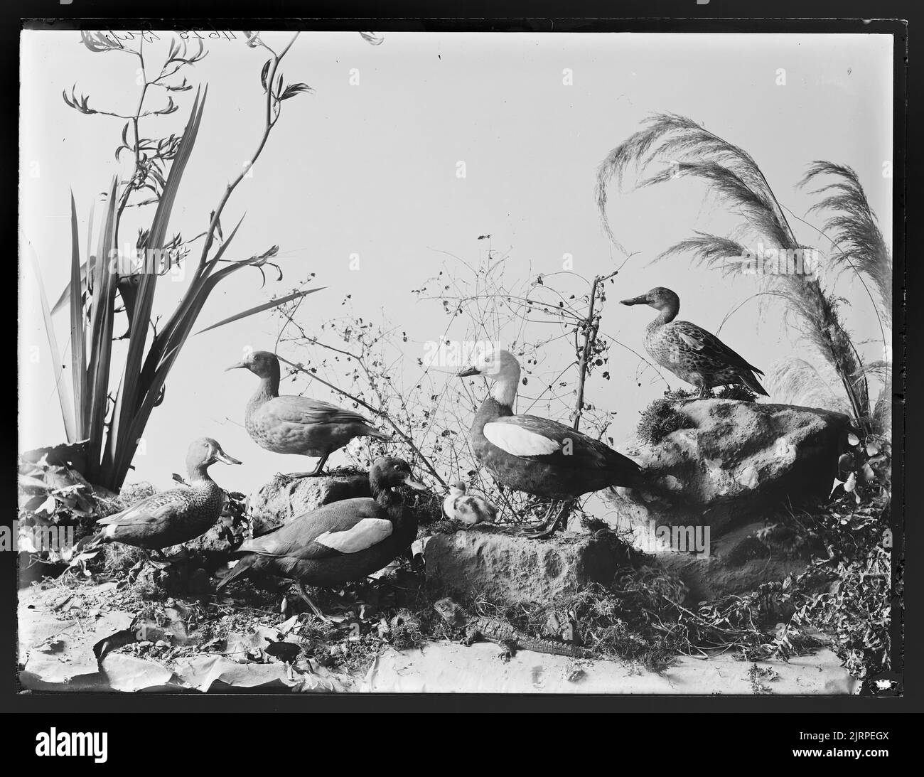 [Paradise Ducks, Shoveller or Spoonbill, and Blue Duck] Stock Photo - Alamy