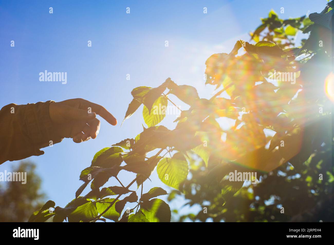 A man's hand touches a tree branch with foliage. Caring for the ...