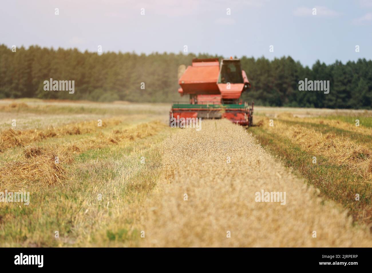 combine harvester driving through field collecting grain in summer. Harvesting of early grains