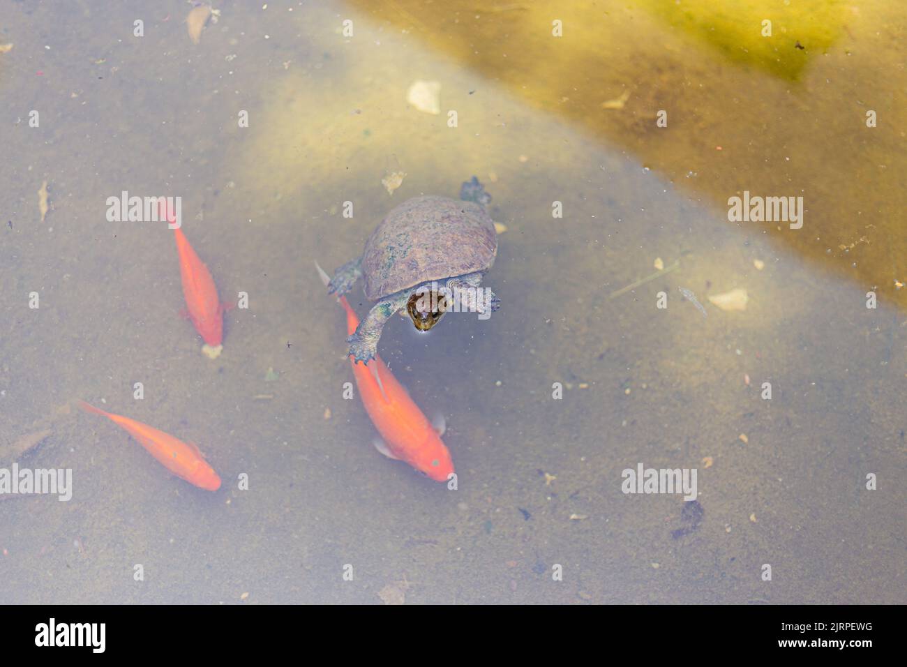 Cute tiny Mediterranean turtle swimming on an orange fish pond Stock Photo