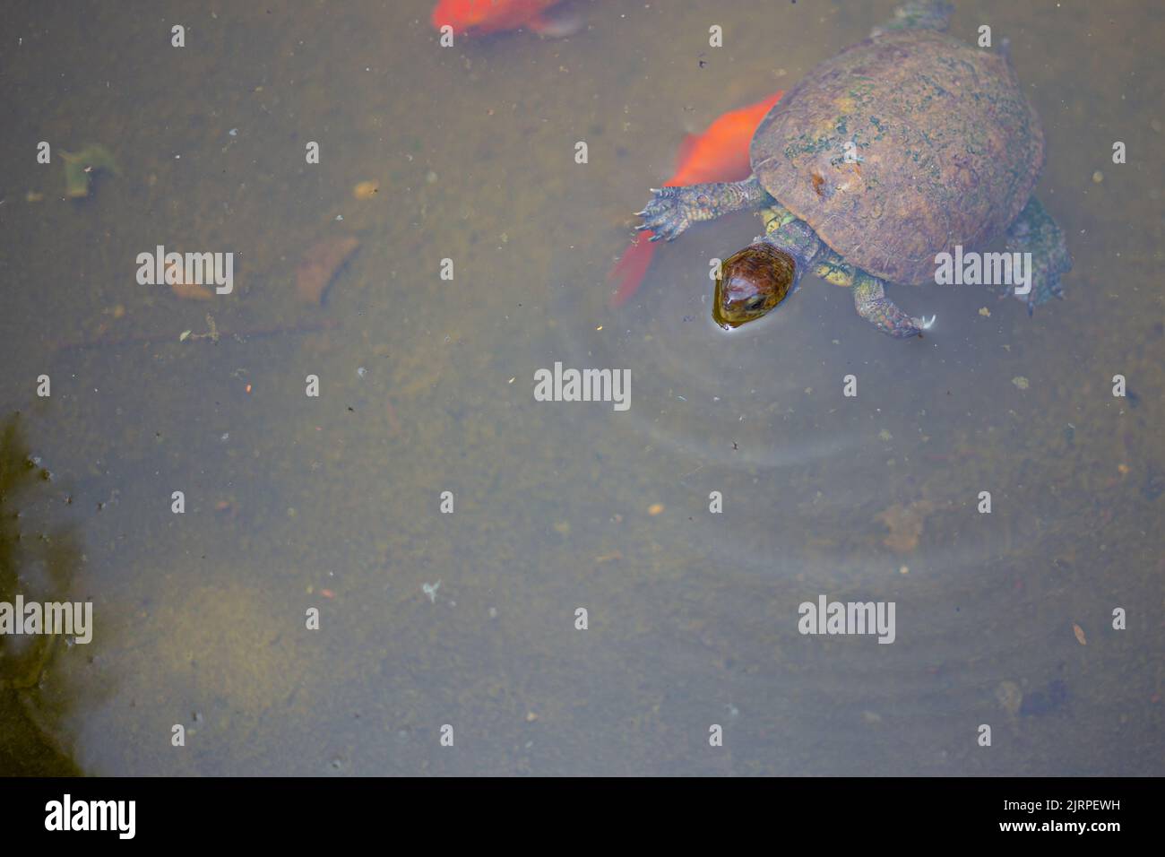 Cute tiny Mediterranean turtle swimming on an orange fish pond Stock Photo