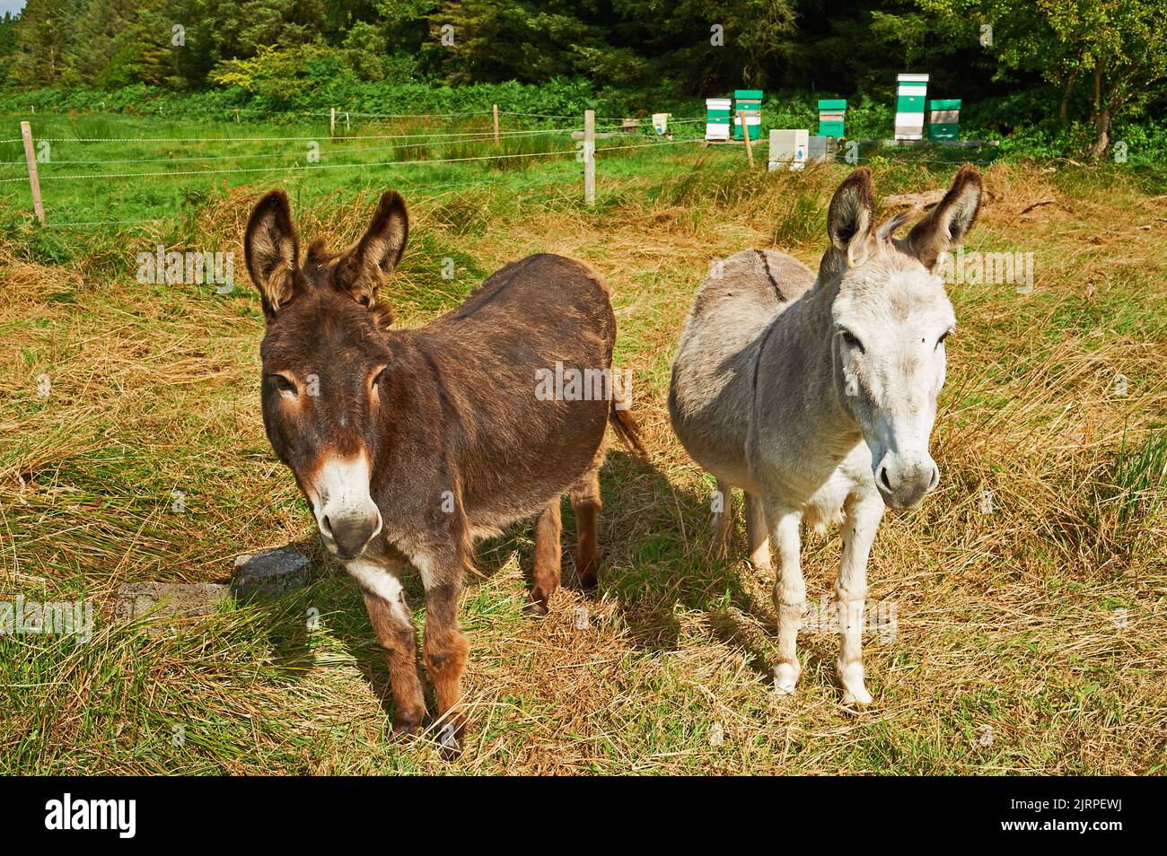 Donkey's in a small paddock, County Kerry, Republic of Ireland Stock Photo