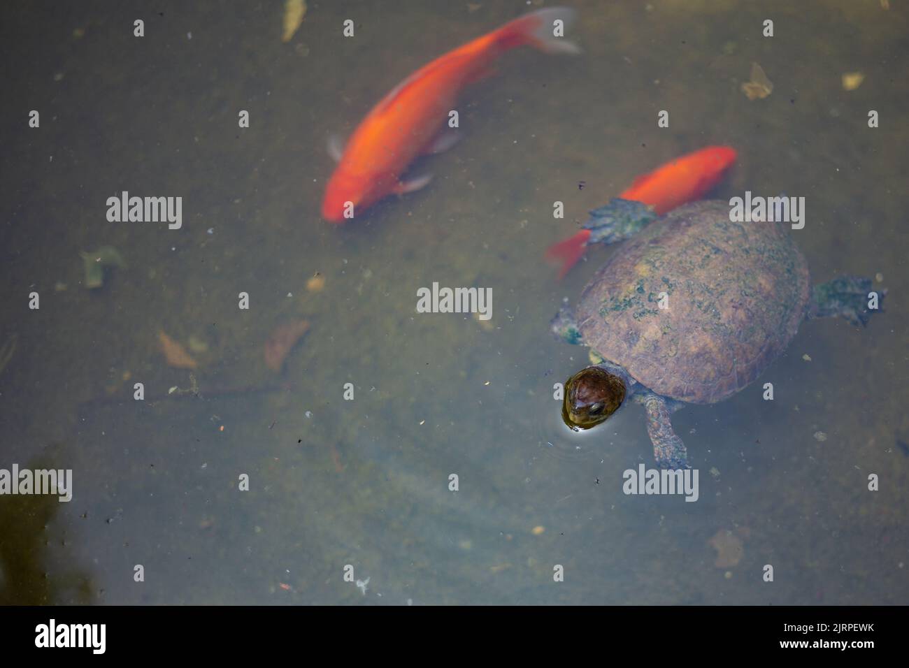 Cute tiny Mediterranean turtle swimming on an orange fish pond Stock Photo
