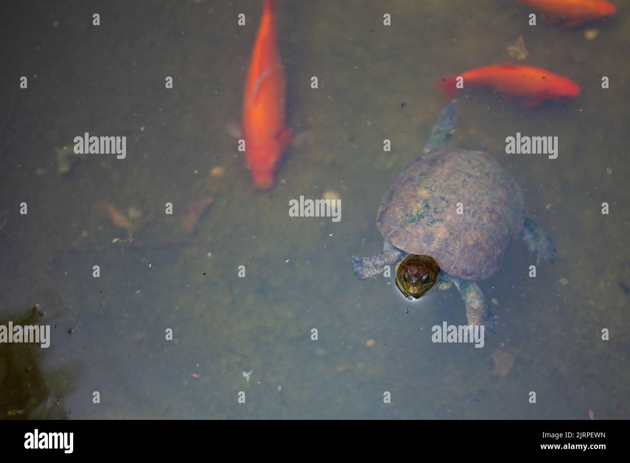 Cute tiny Mediterranean turtle swimming on an orange fish pond Stock Photo