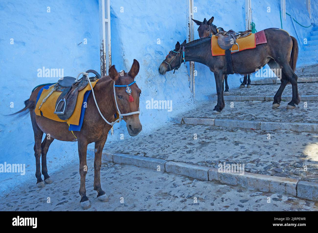 Mules standing on the cobbled walkway between Thira old town and the harbour, on the Greek island of Santorini Stock Photo