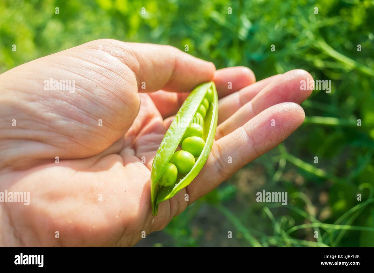 Peas plantation hires stock photography and images Alamy