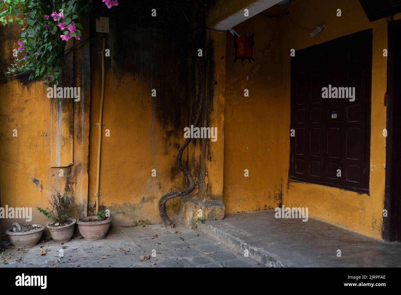 Famous yellow buildings in Hoi An city. Vietnam a popular tourist destination of Asia. Hoi An is recognized as a World Heritage Site by UNESCO Stock Photo