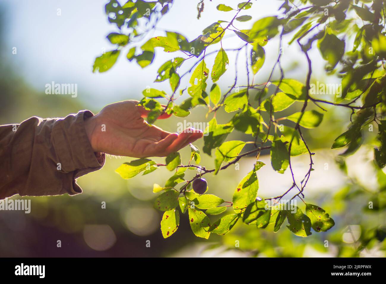 A man's hand touches a tree branch with foliage. Caring for the ...