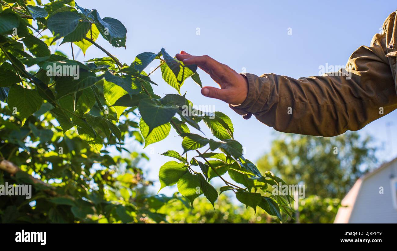A man's hand touches a tree branch with foliage. Caring for the ...