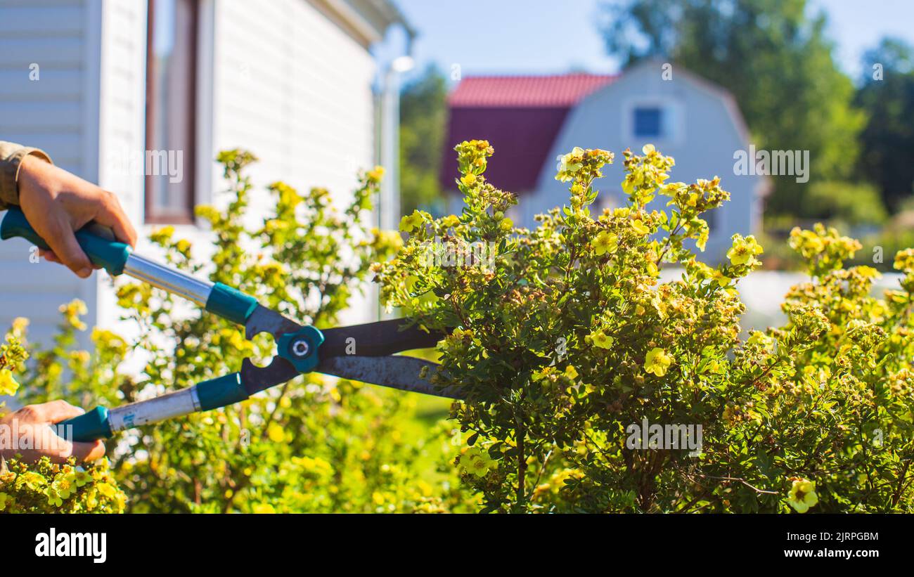 Farmer hands who make pruning of bushes with large garden shears